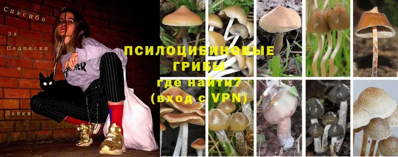 Галлюциногенные грибы Psilocybe  Кудымкар 